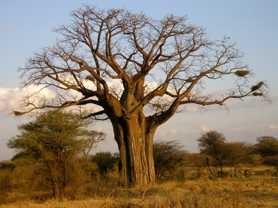 Route 2018 Kenia, Tanzania en Zanzibar, 18 dagen - Dag 9