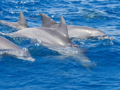 Oost-Afrika familiereis - Dag 13