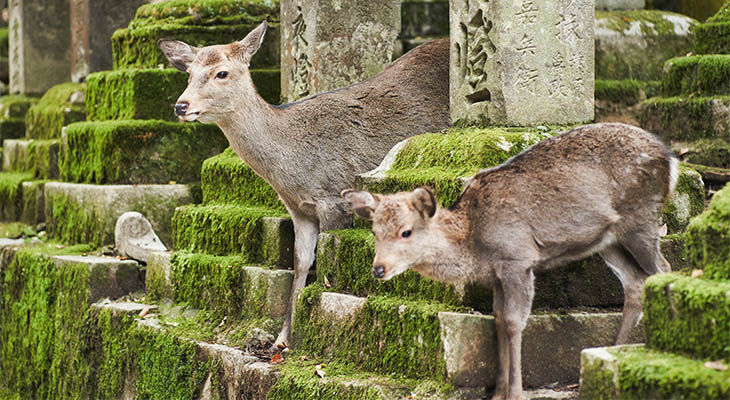 Herten in Nara Park Herten in Nara Park