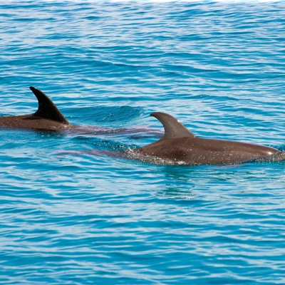 Dolfijnen boottocht Kaikoura (ter plaatse betalen)