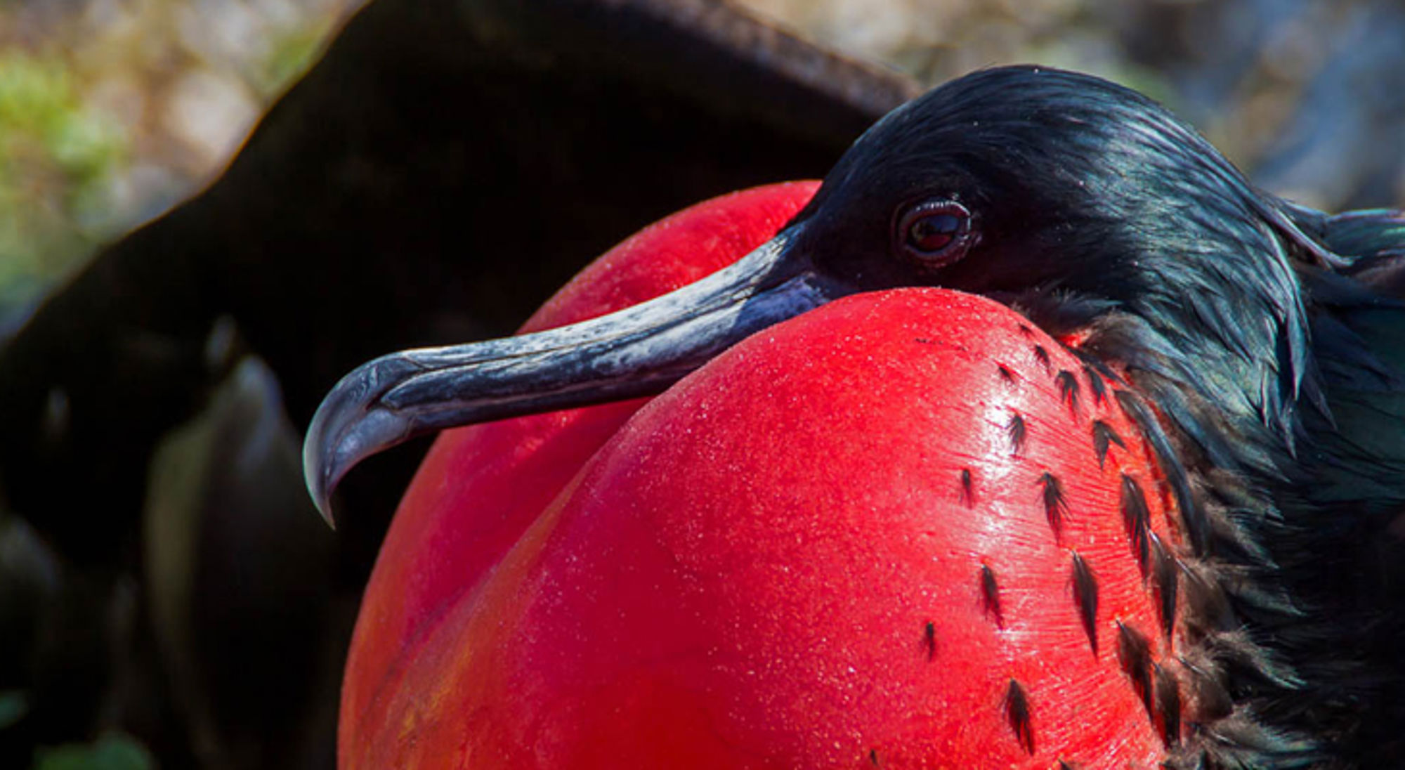 fregatvogel-galapagos