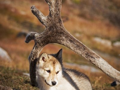 route Canada en Groenland, 18 dagen - Dag 7