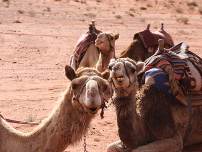 Route 22-35 Jordanië, 11 dagen - Day 8