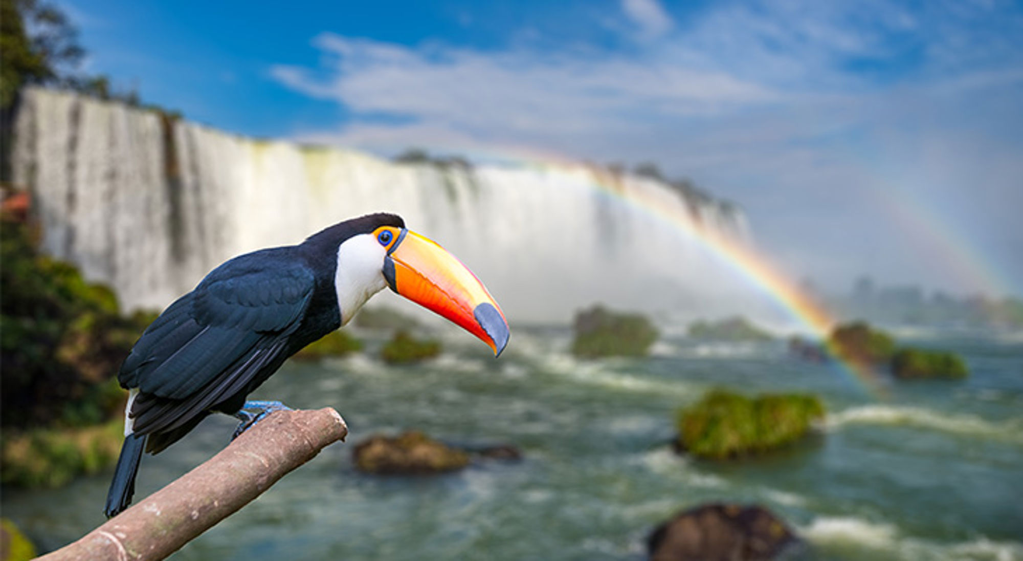 Toekan met kleurrijke snavel bij de Iguazú-watervallen in Argentinië, met regenboog op de achtergrond.