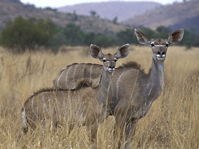 Route Zimbabwe, 22 dagen oud - Dag 11