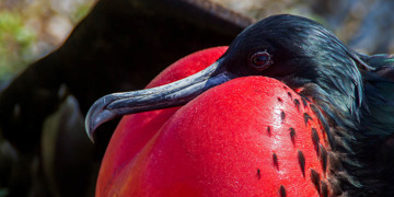 Groepsrondreis Galapagoseilanden