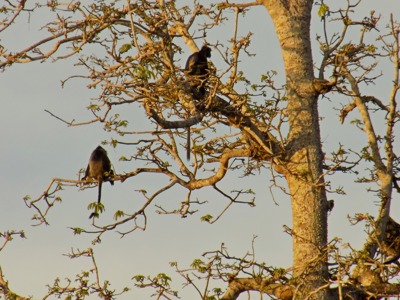 Kalimantan, Sulawesi & Molukken, 23 dagen - Day 6