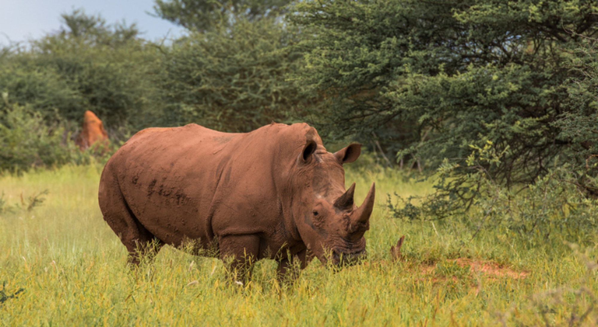 Neushoorn in Waterberg, Namibië