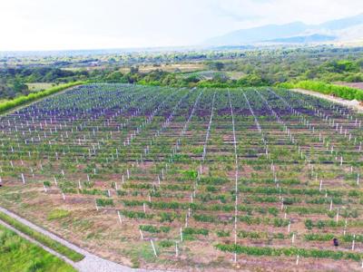 CASA BOHEMIA - Wijngaarde