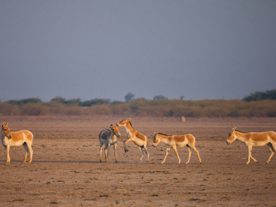 Route Rajasthan & Gujarat, 20 dagen - Dag 18