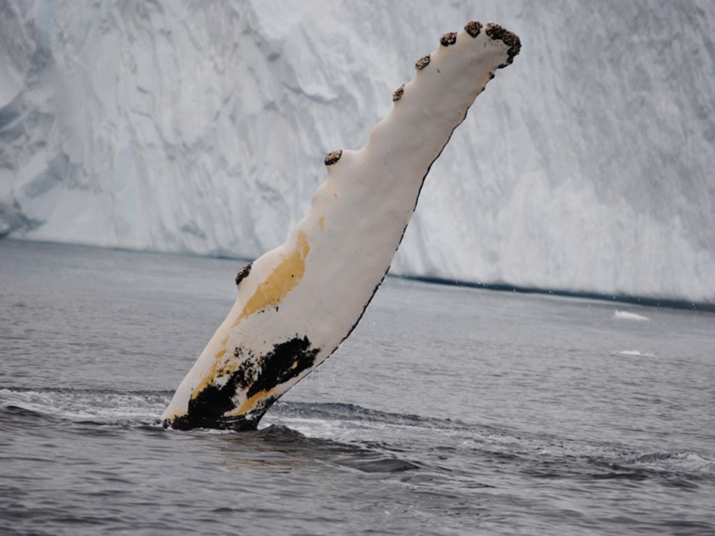 Whale Greenland