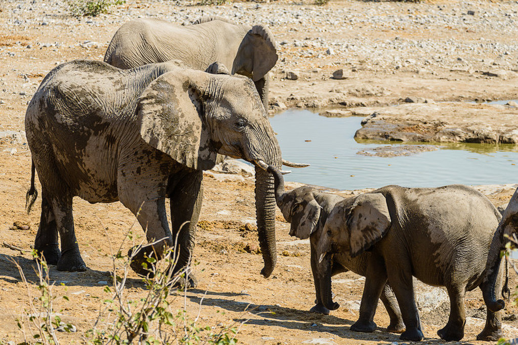 main_ZA131367-Etosha_NP--.jpg