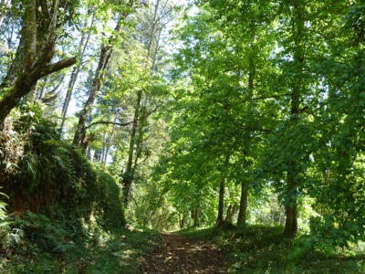 Hotel Posada del Quetzal - natuur