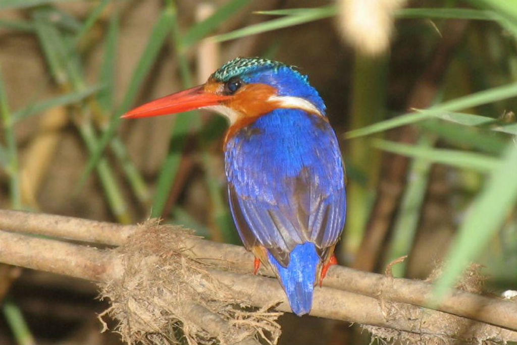 familiereis Kenia ijsvogel
