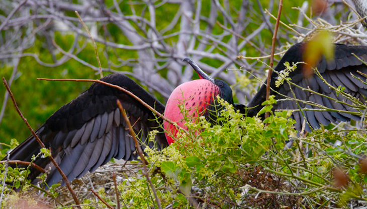 Vogel in Ecuador Vogel in Ecuador