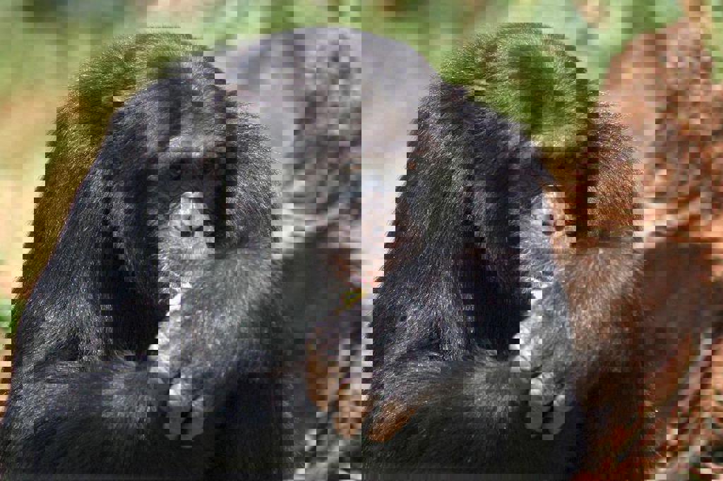 main_20-Kibale-Forest.jpeg (1)