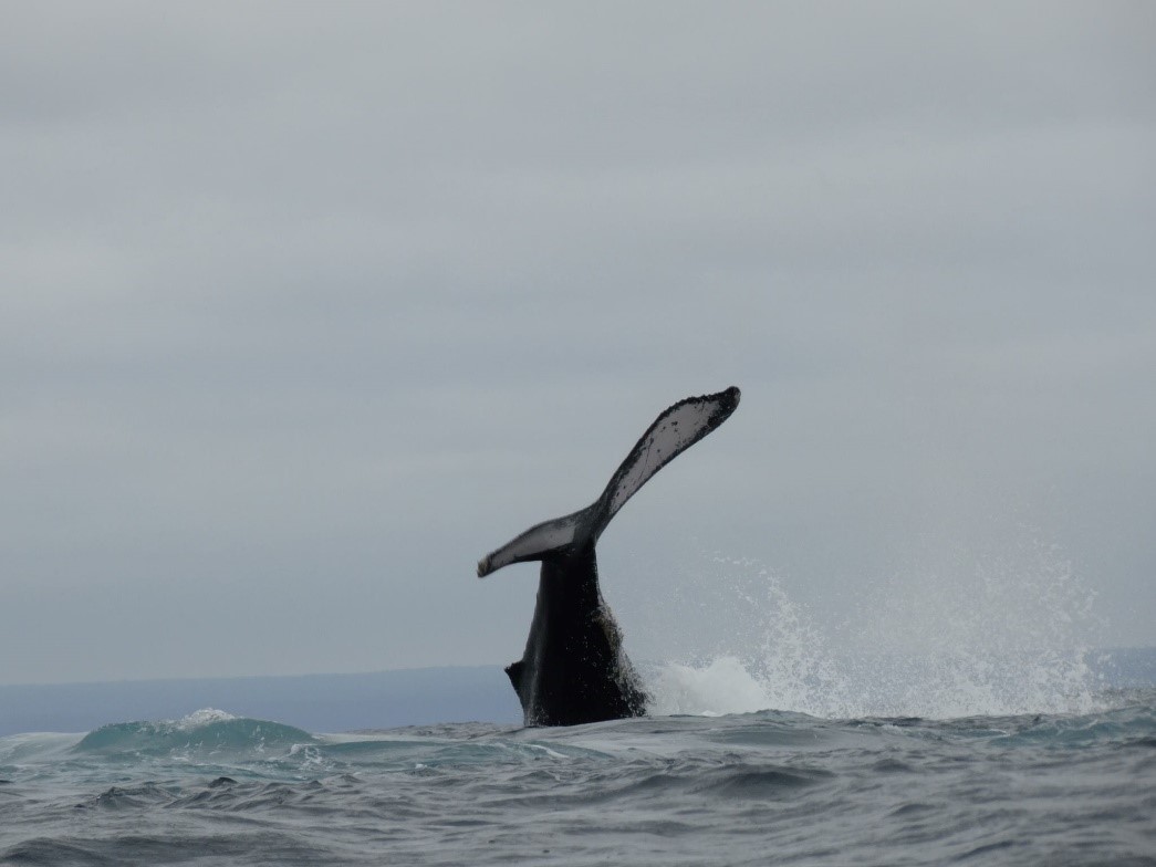 Orka bij de Galapagos eilanden Orka bij de Galapagos eilanden