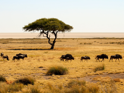 Route Windhoek - Vic Falls - Day 11