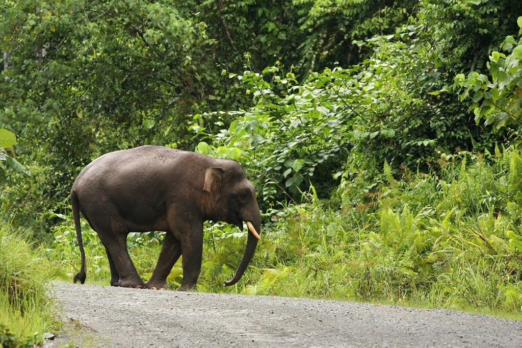 Olifant in Borneo