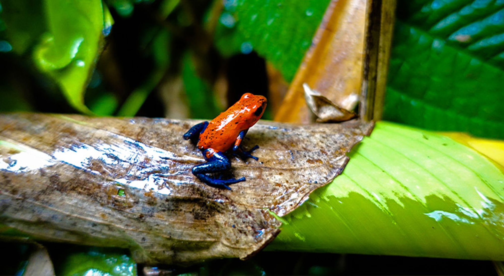 Rode kikker Costa Rica Rode kikker Costa Rica