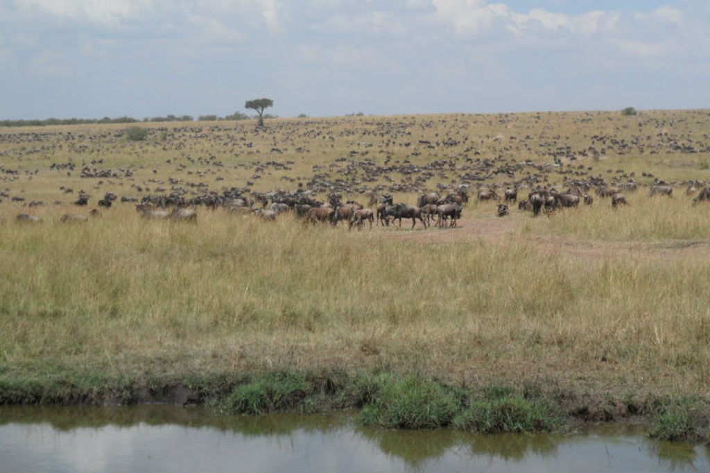 familiereis Kenia masai mara