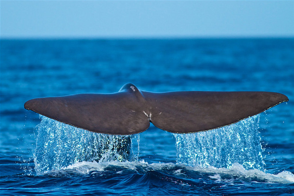 main_shutterstock_walvis.jpg