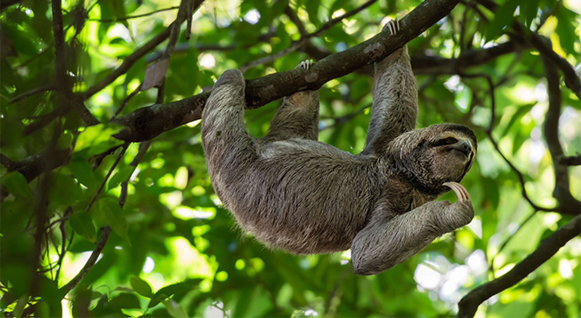 Luiaard Costa Rica Luiaard Costa Rica