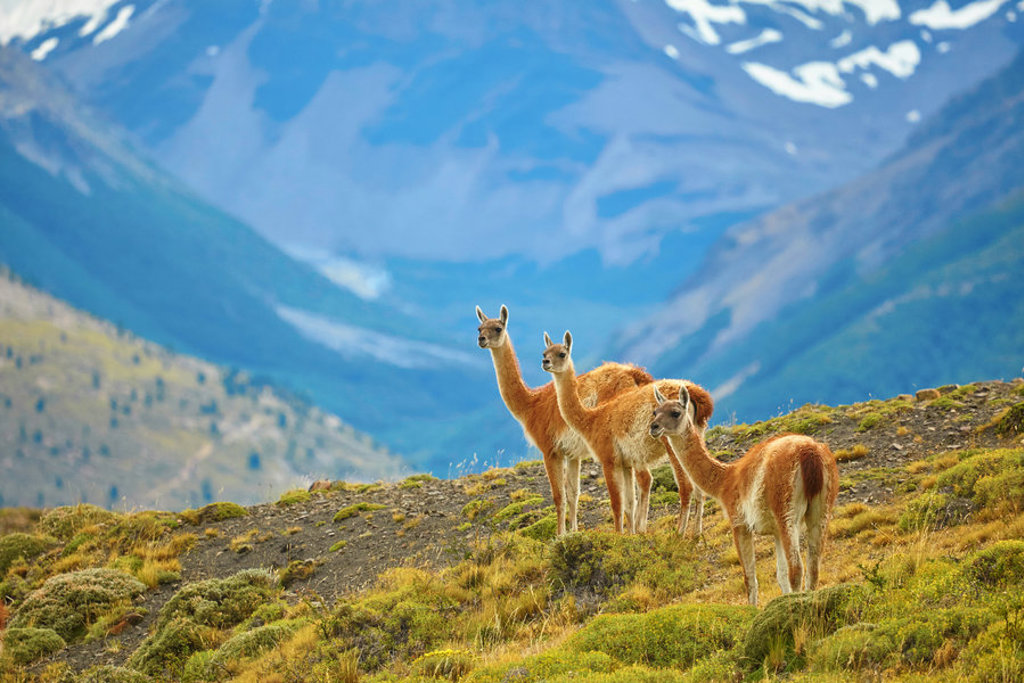 main_Patagoni__guanaco_2.jpg