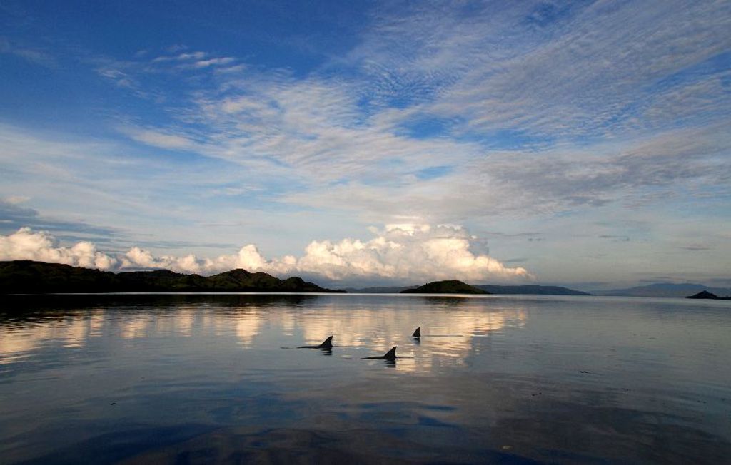 Familiereis Kleine Sunda Eilanden Indonesië