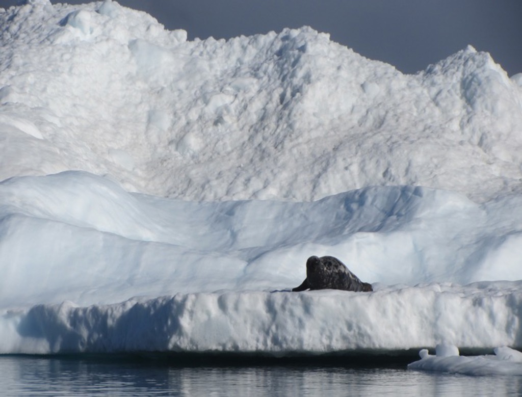 Seal Greenland