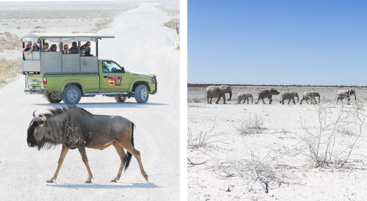 Etosha National Park, Namibië