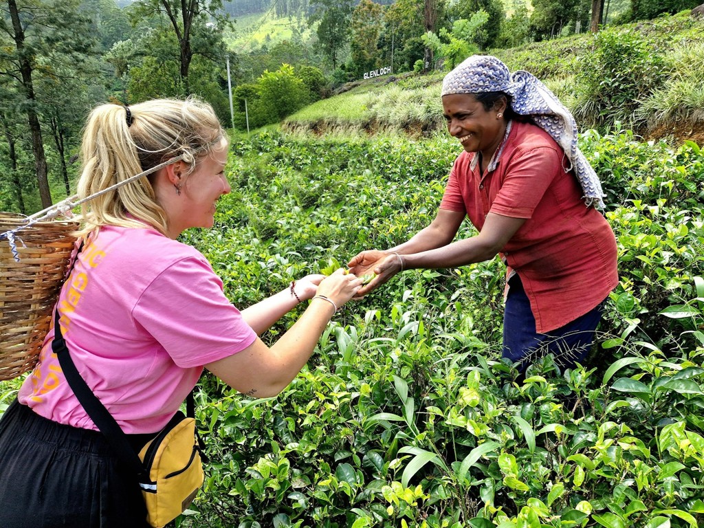 Glenloch Tea estate.jpg