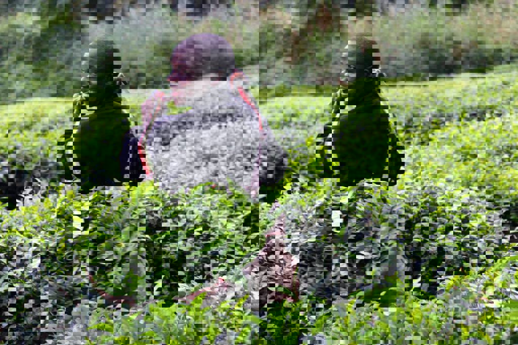 Rondreis Uganda Theeplukker