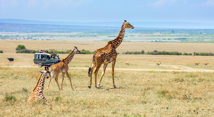 Bekijk wilde dieren vanaf gepaste afstand Bekijk wilde dieren vanaf gepaste afstand