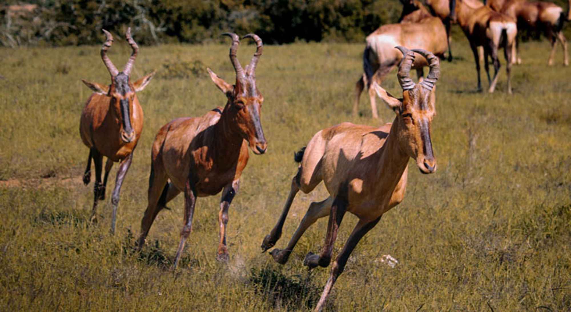 Antilopen Addo Elephant National Park