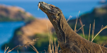 Groepsrondreis Kleine Sunda eilanden