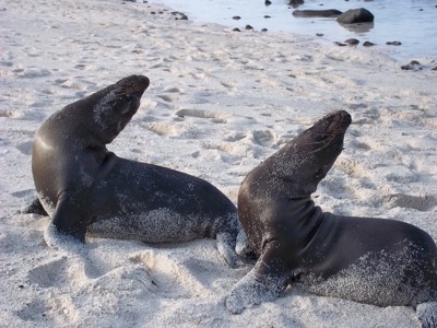 Route Ecuador en Galapagos, 21 dagen - Day 21