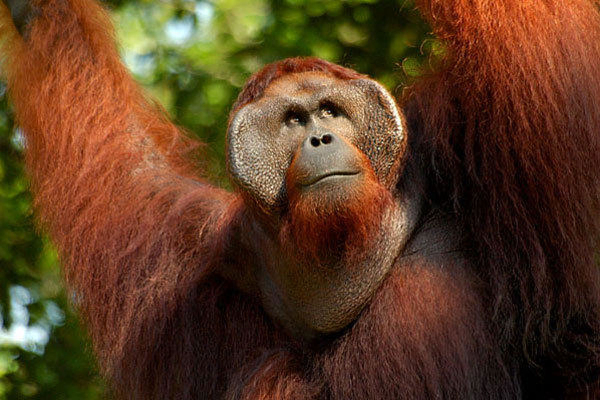 Groepsrondreis Kalimantan