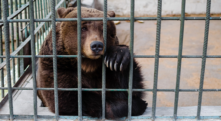Maak melding van dierenmishandeling Maak melding van dierenmishandeling