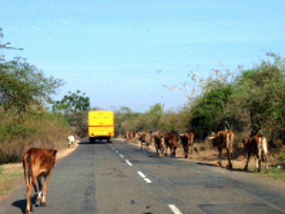Route Zuid India, 25 dagen - Day 16