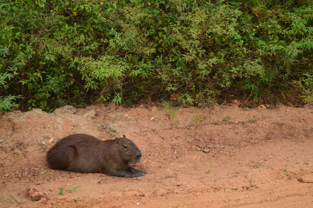 ABF - Pantanal Capibara.JPG