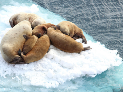 Spitsbergen 15 dagen - Dag 14