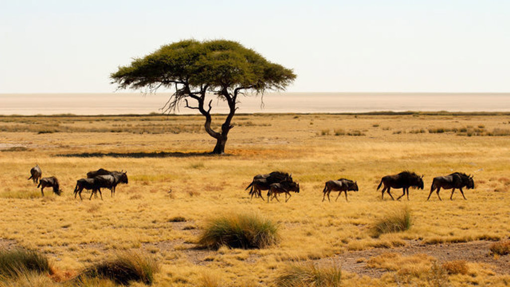 main_mobile_Etosha.jpg