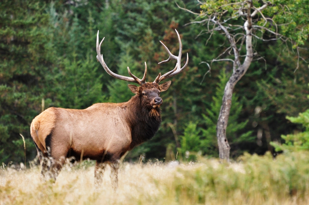 CAF - Elk in Jasper NP - shutterstock_2427909025.jpg