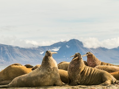 Route 12 dagen Spitsbergen - Dag 3