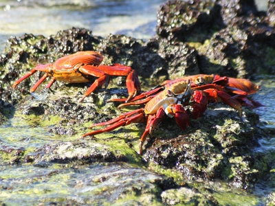 Route Ecuador en Galapagos, 22 dagen - Day 20