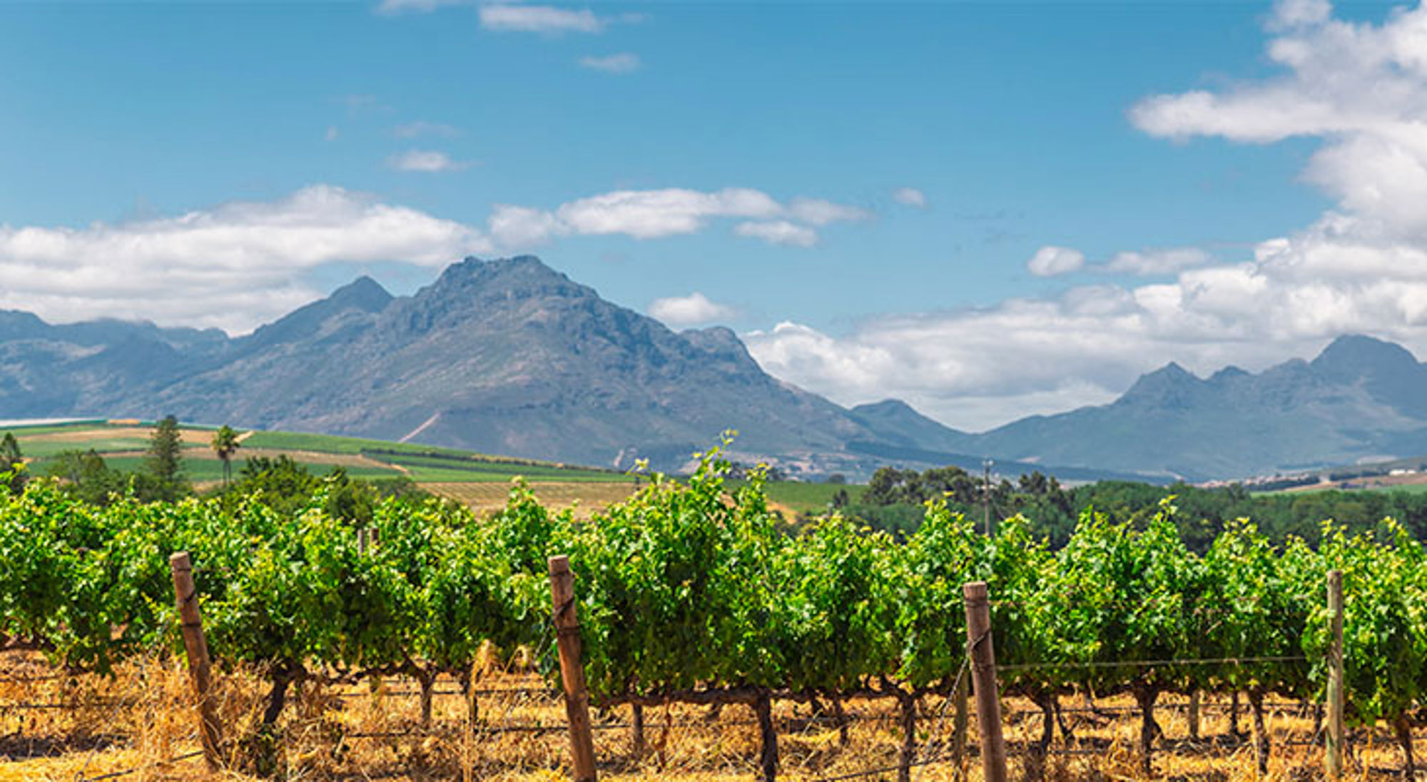 Wijngaarden van Stellenbosch Wijngaarden van Stellenbosch