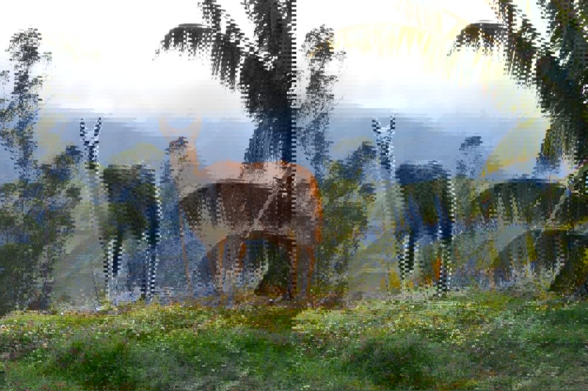 Groepsrondreis Ecuador met optioneel Galapagos