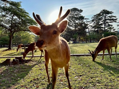 Route Japan, 20 dagen - Day 17