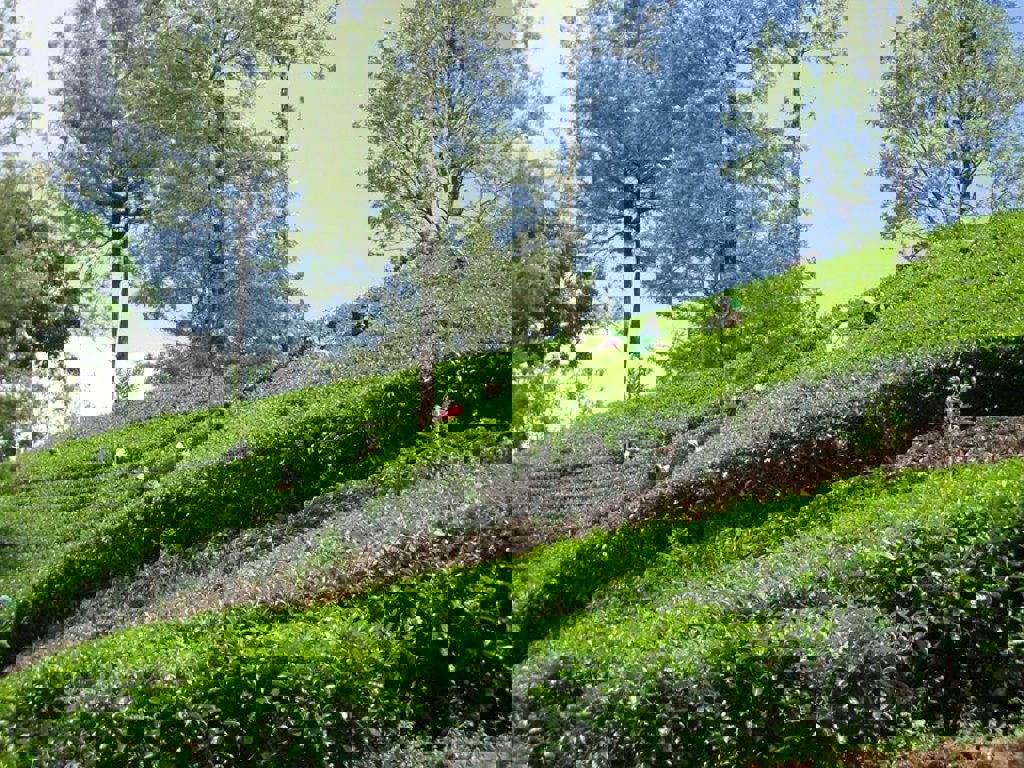 main_BAO_Marga_Hermans_-_Sri_Lanka__24_.jfif